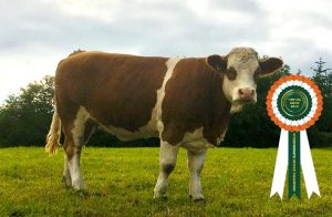 Intermediate Heifer Champion- 12