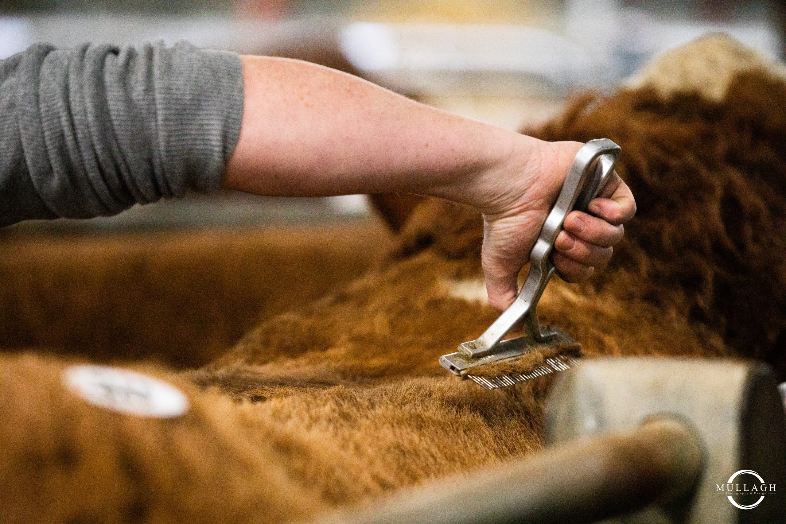 Read more about the article Spring Premier Show & Sale Saturday 29th  March 2025 – Entry Form & Fact Sheet Here.