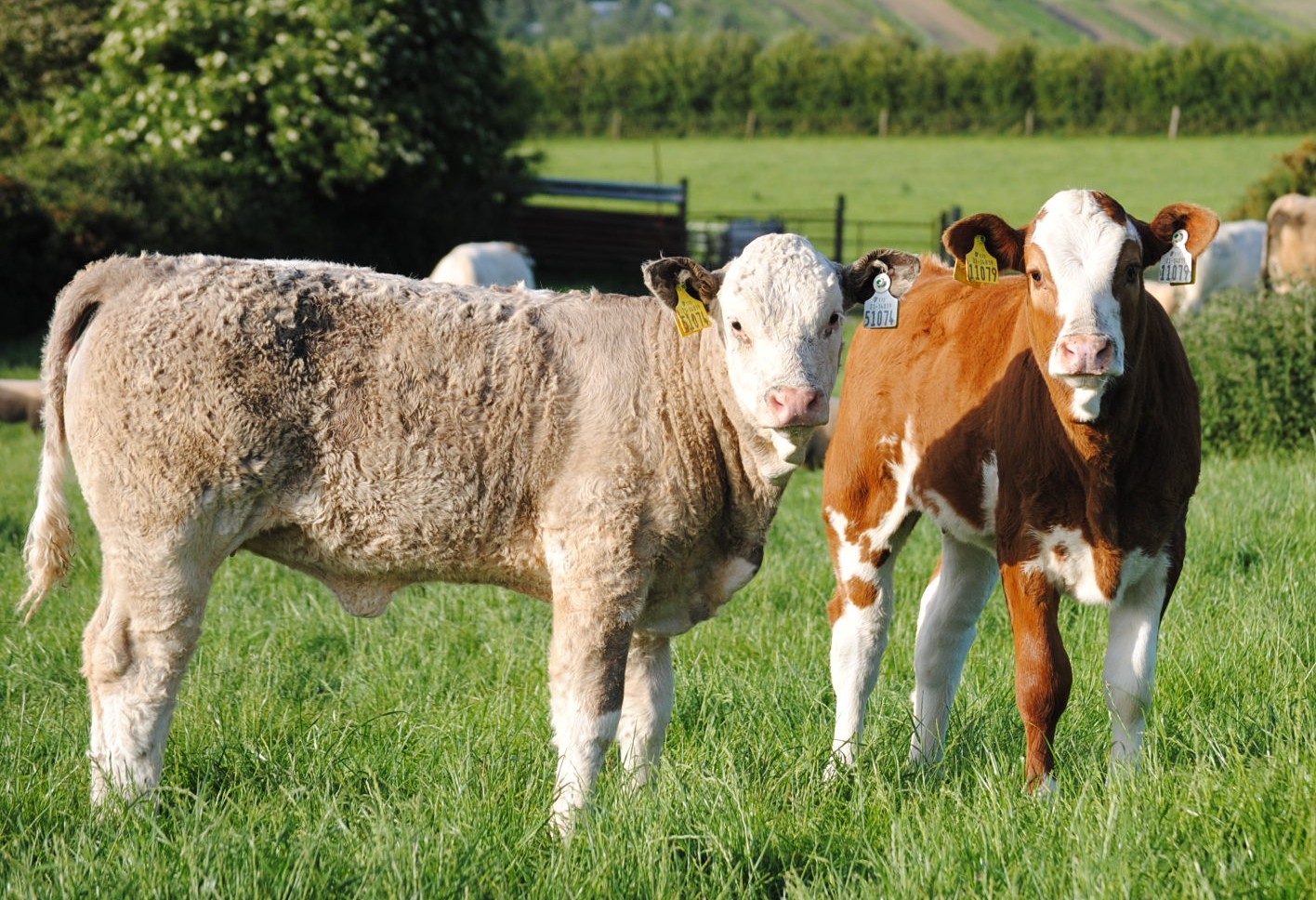 Read more about the article Future Beef Programme – National Beef Farm Walk