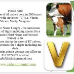 Letter For Calves born in 2026 is “V”