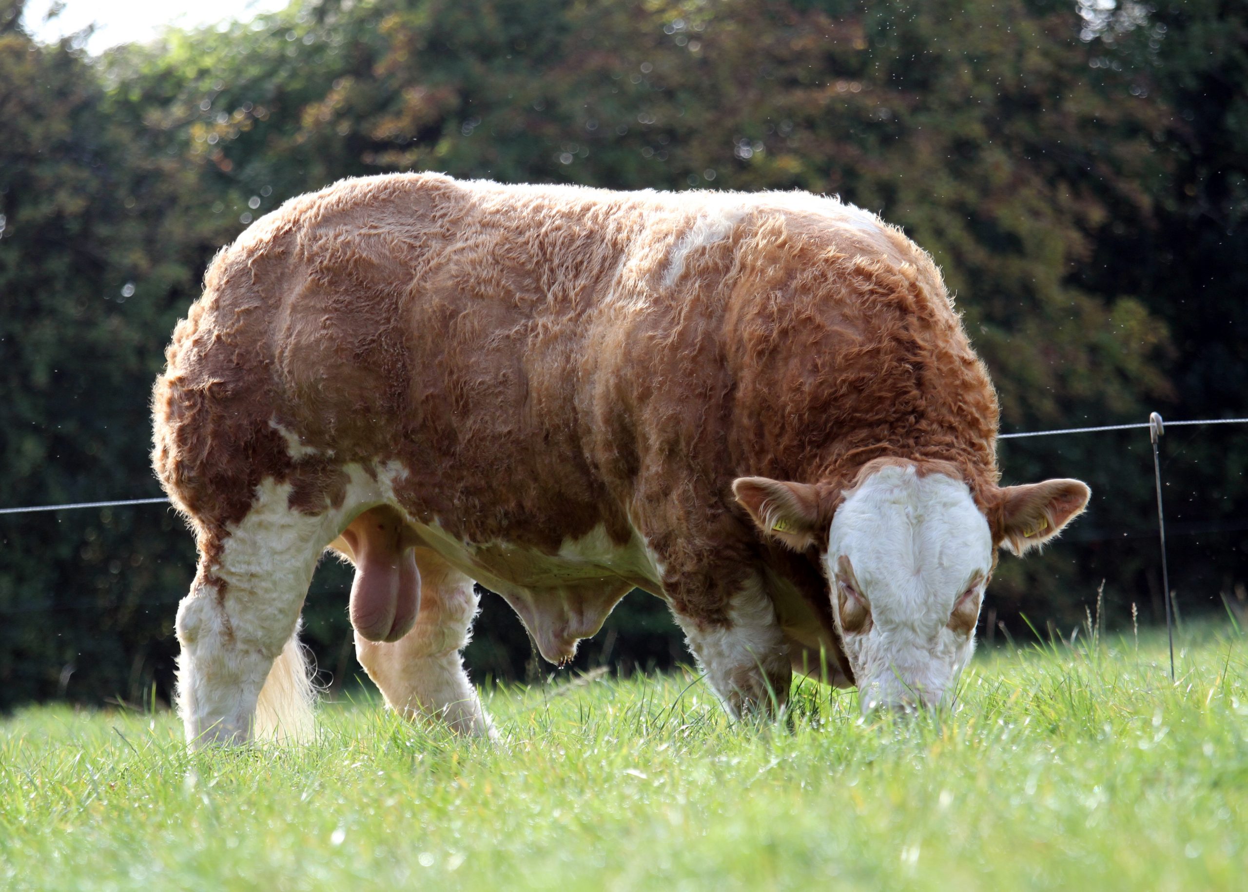 Read more about the article Report from Roscommon Premier Sale October 2020