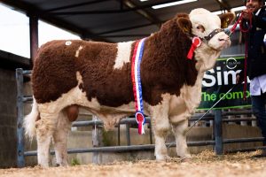 Lot 21 - Champion Senior Bull - Clonagh Matador