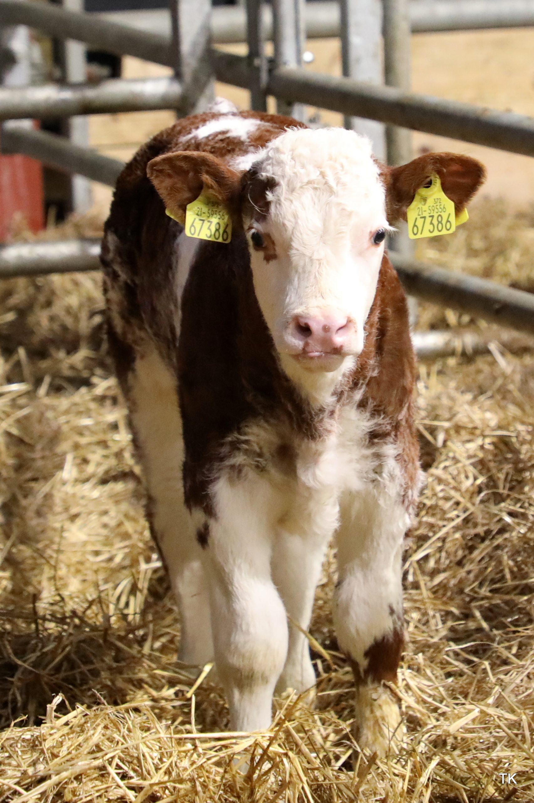 Read more about the article Louth ~ Suckler Herd Feature