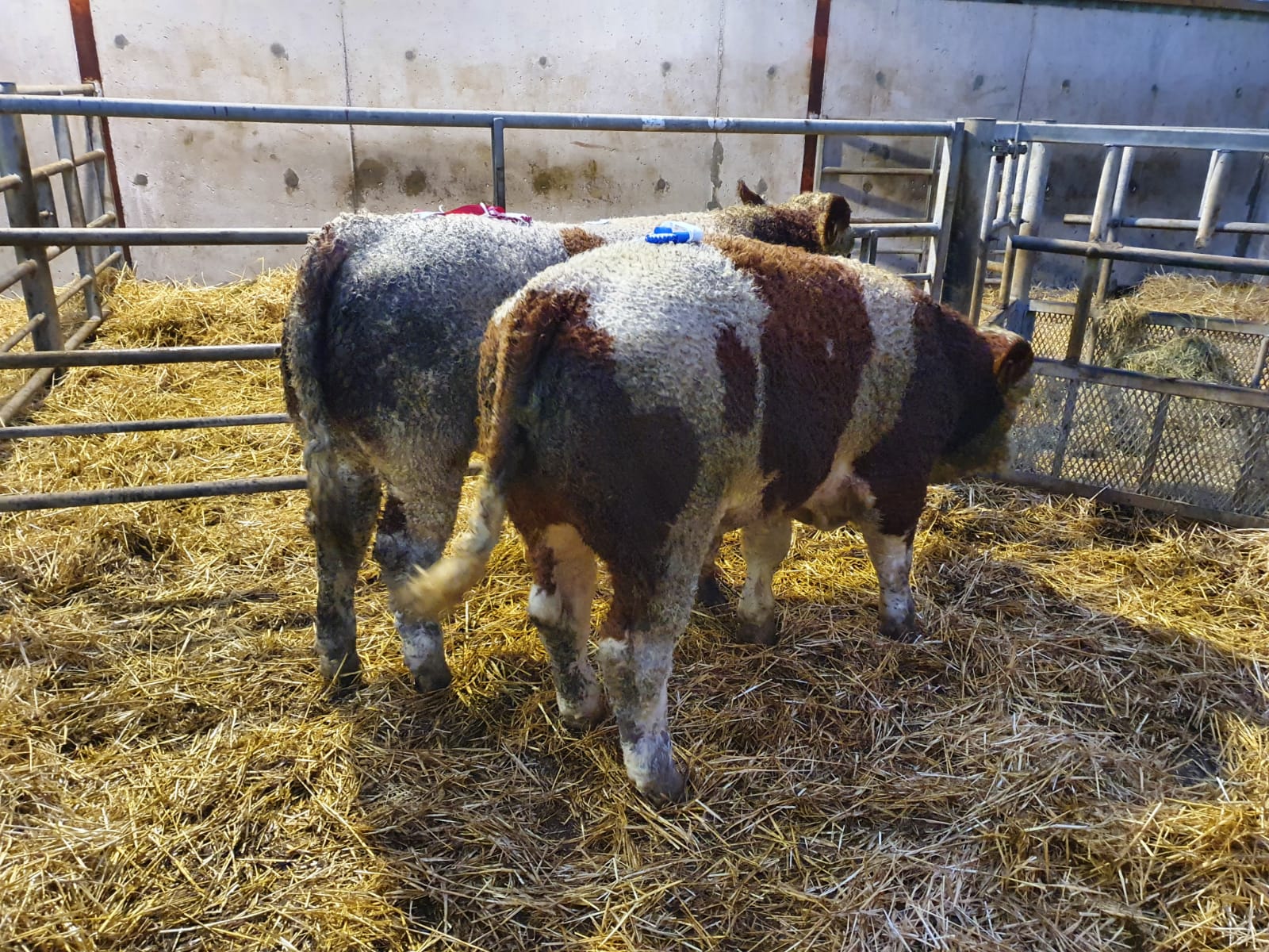 Read more about the article Winner Commercial Bull Class at Aurivo Mart