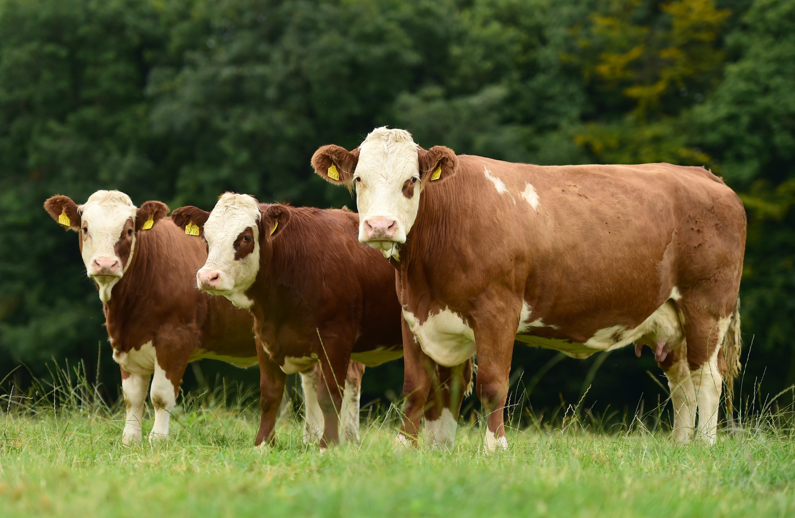 Entry Form for Simmental X Breeding Heifer Sale at Roscommon Mart on Friday May 10th ** ENTRIES CLOSE FRI 19TH APRIL **