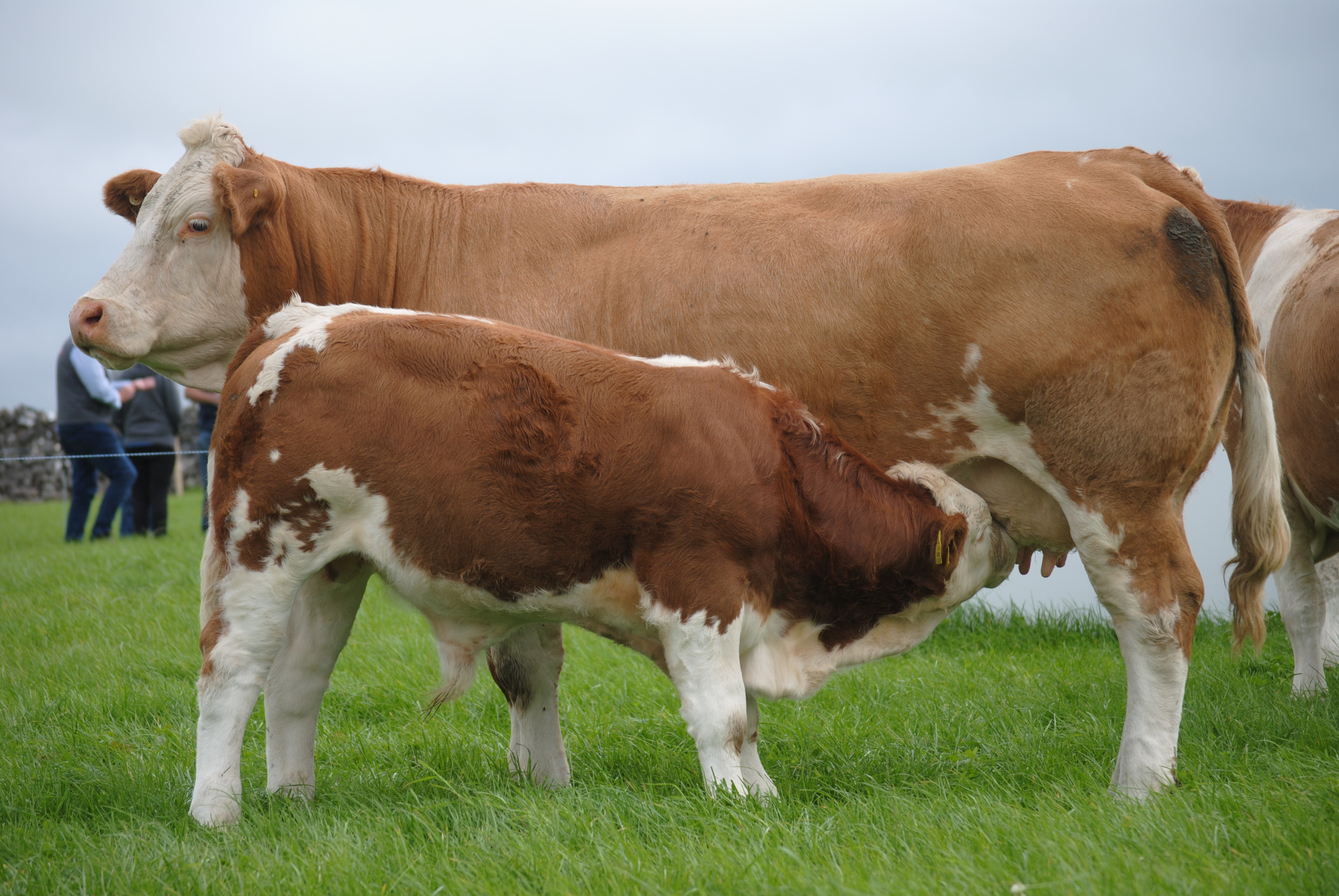 Read more about the article Western Club Farm Walk Report
