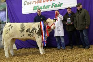 Overall Simmental Champion and National Simmental X Weaning Heifer Champion at the Winter Fair Carrick on Shannon exhibited by Shane Giltinane