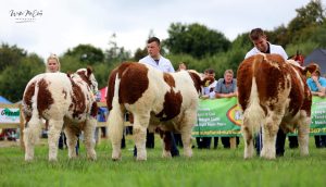 Ploughing-Calf-Finals