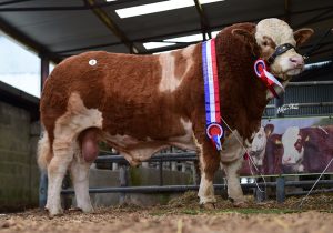 Senior Champion Bull 'Woodhall Invincible 17'