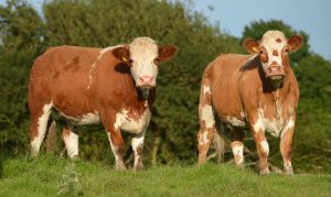 ROSCOMMON 11 MAY X HEIFER SALE
