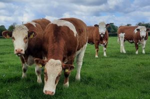 Roscommon May Sale