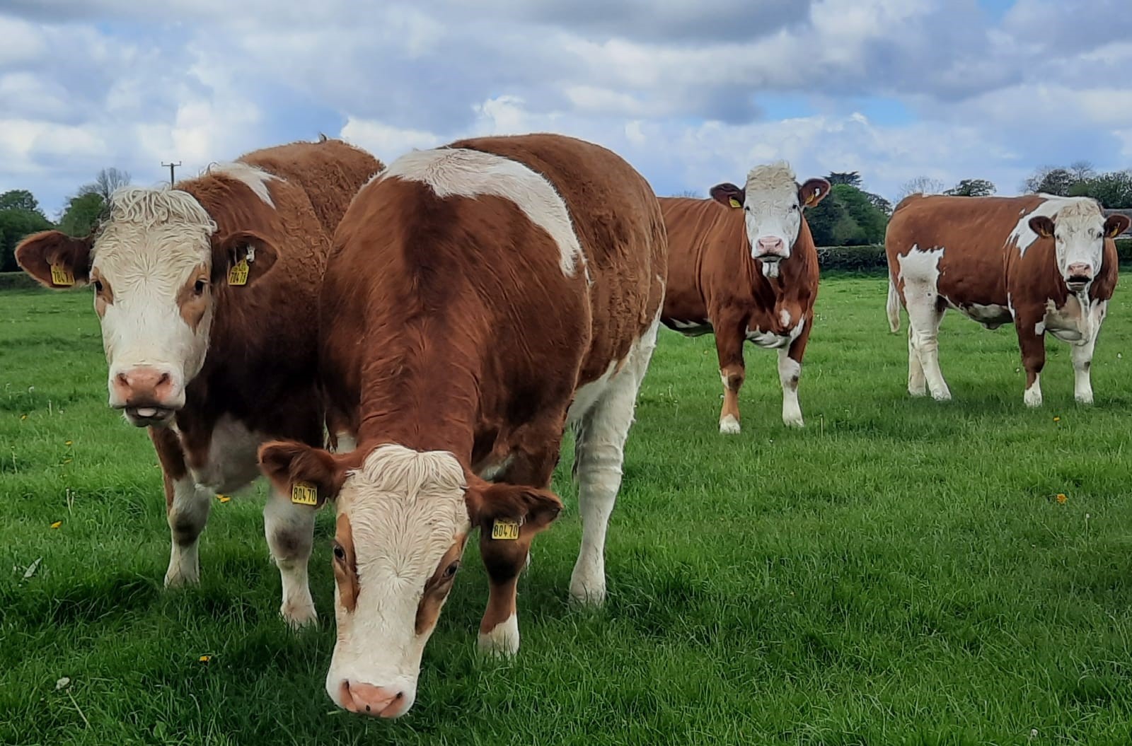 Read more about the article Catalogue for Roscommon Wed 12th May – Photos available to view here