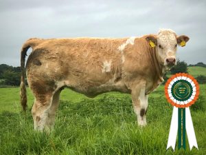 Simmental X heifer calf champion pic