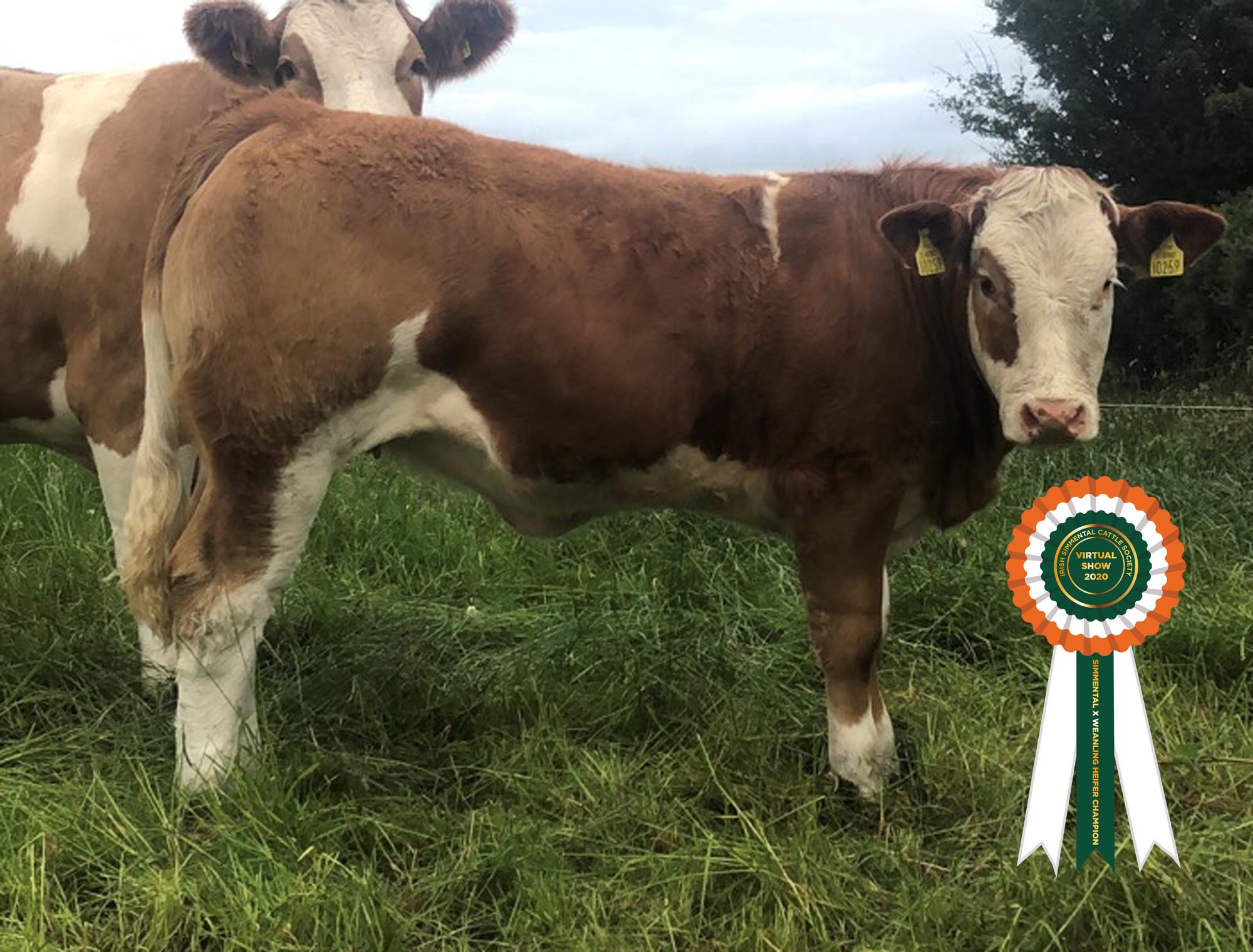 Read more about the article Amended Results Class 21 – Simmental X Weanling Heifer