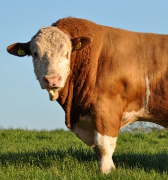 Read more about the article Kilbride Farm Visit (Western / North Western Club)