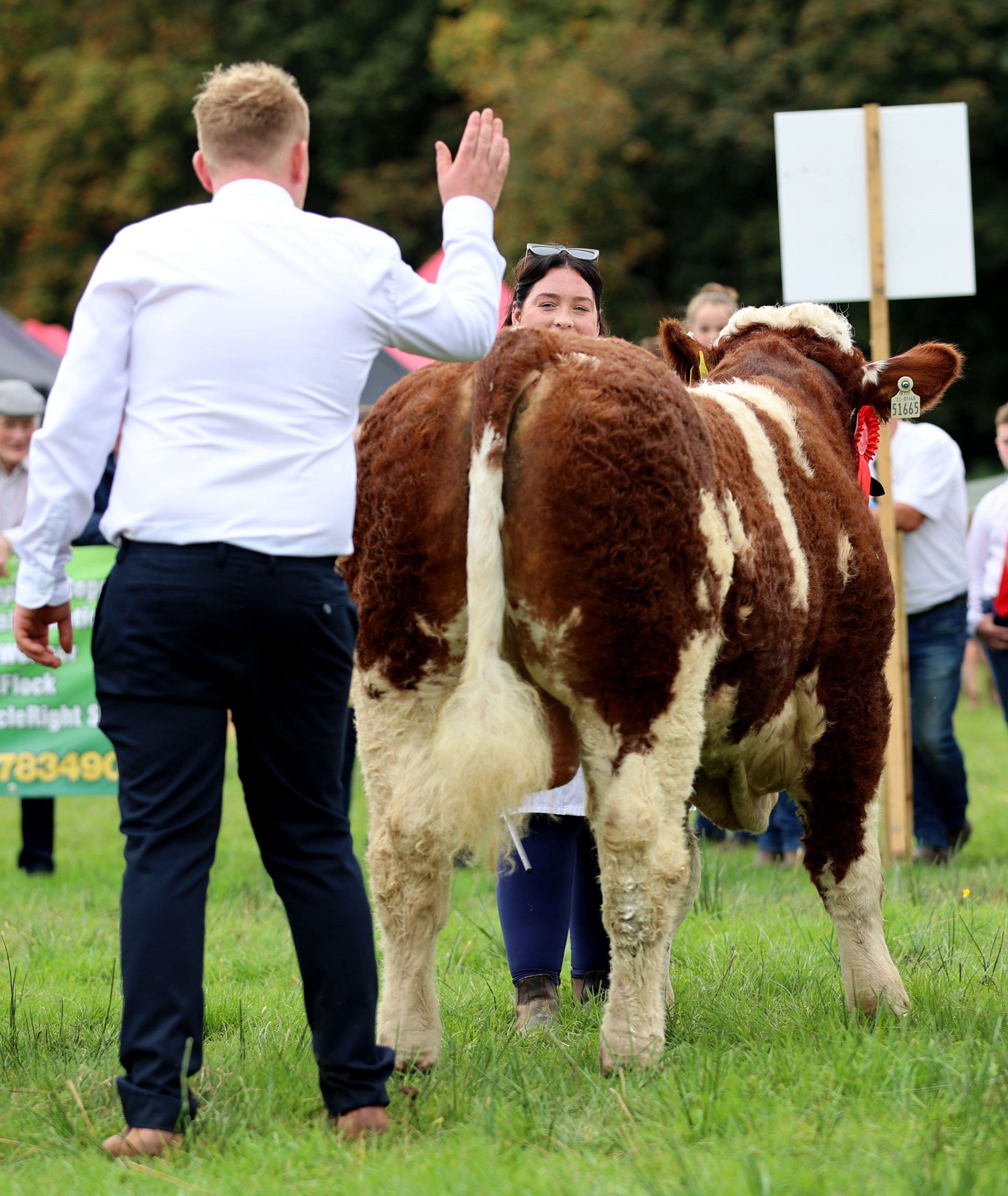 Read more about the article Results & Photo Gallery – Dovea Genetics National Simmental Calf Finals Sept 09th 2023 at Strokestown Show