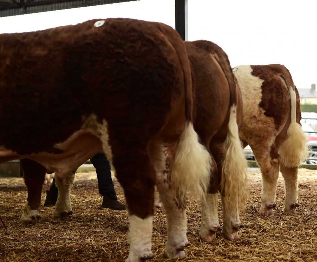 Read more about the article Report Roscommon Spring Premier Sale 2022