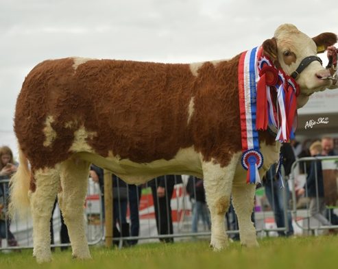 Read more about the article Tullamore Show 2019