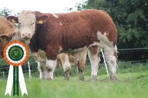 Weanling-Bull-Champion-image