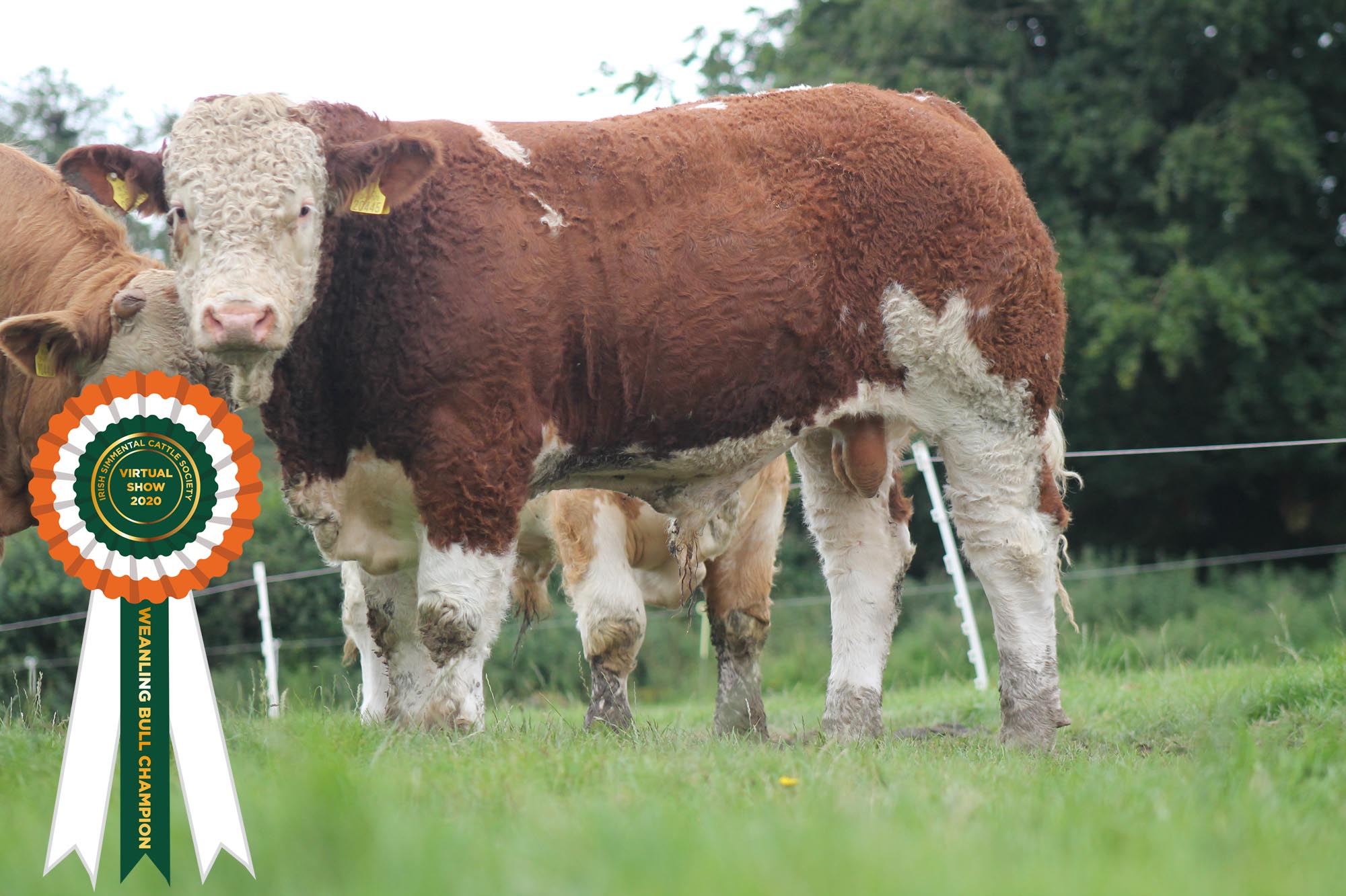 Read more about the article Results Class 10 – Weanling Bull