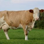 Catalogue for Gort Simmental X Heifer Sale                                        Wed Evening 8th October 2025