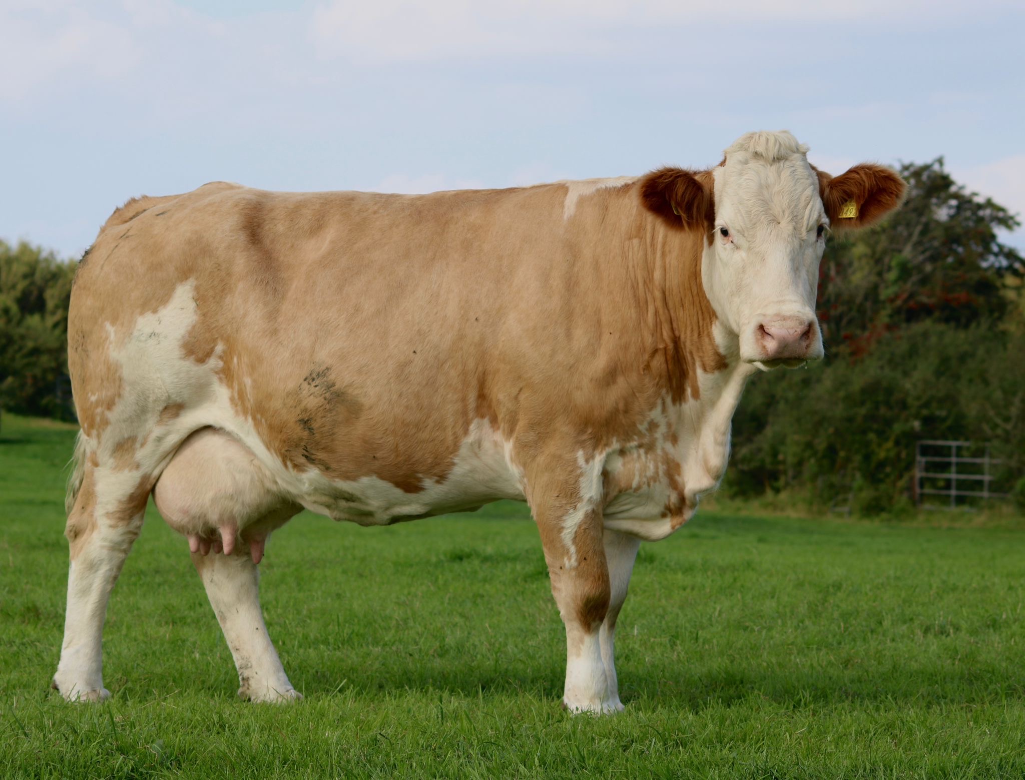 Catalogue for Gort Simmental X Heifer Sale                                        Wed Evening 8th October 2025