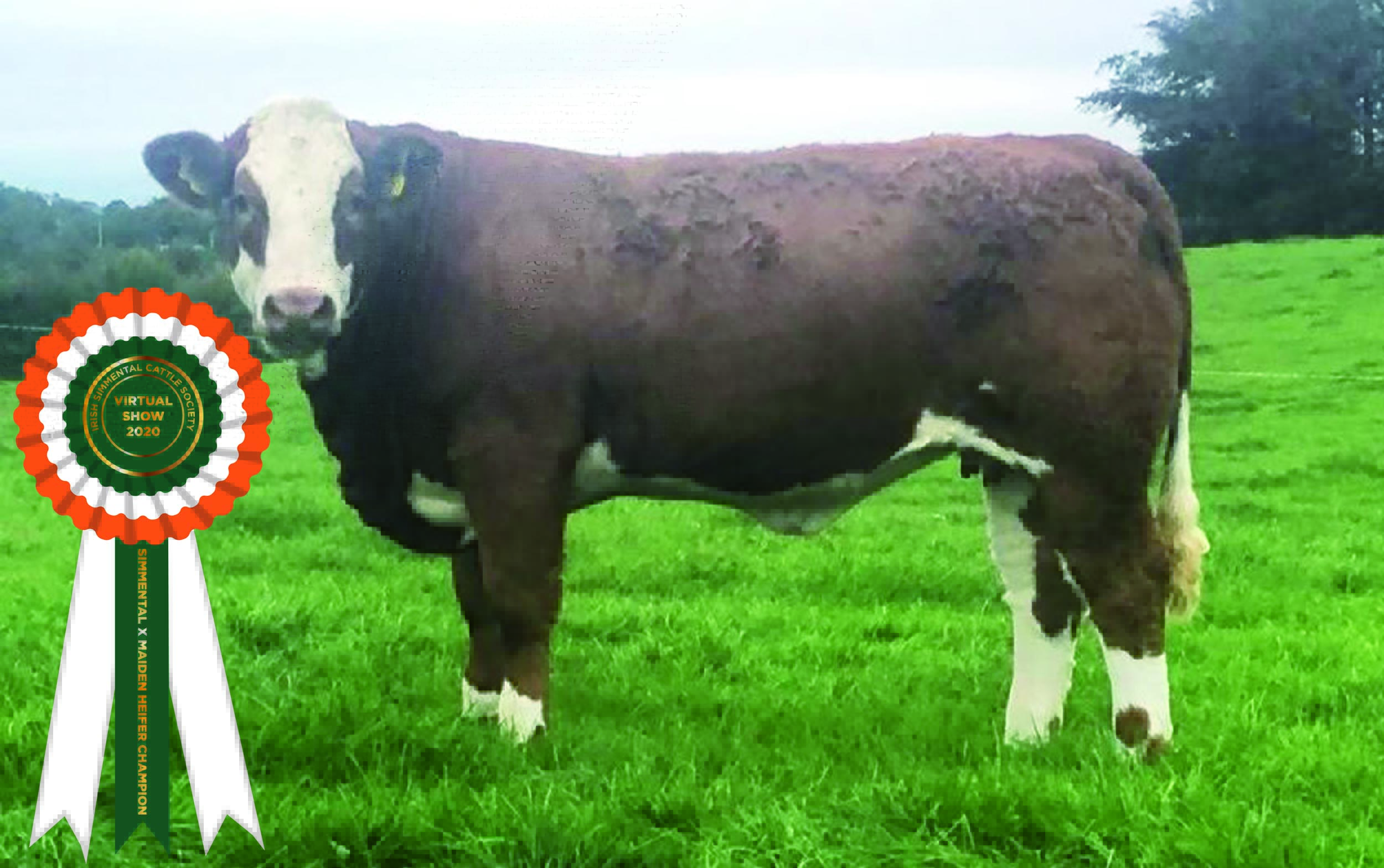 Read more about the article Results Class 20 – Simmental X Maiden  Heifer