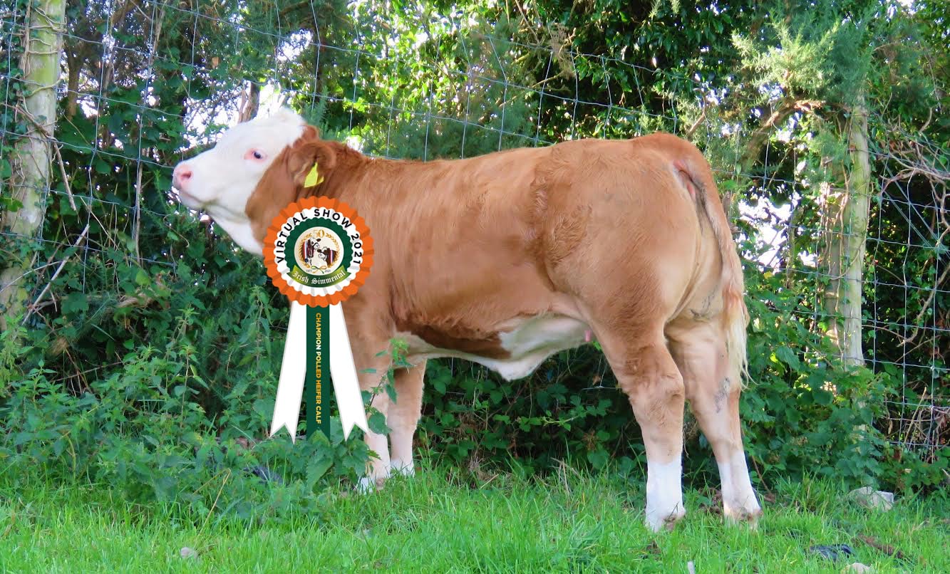Read more about the article Results Polled Heifer Class # 15