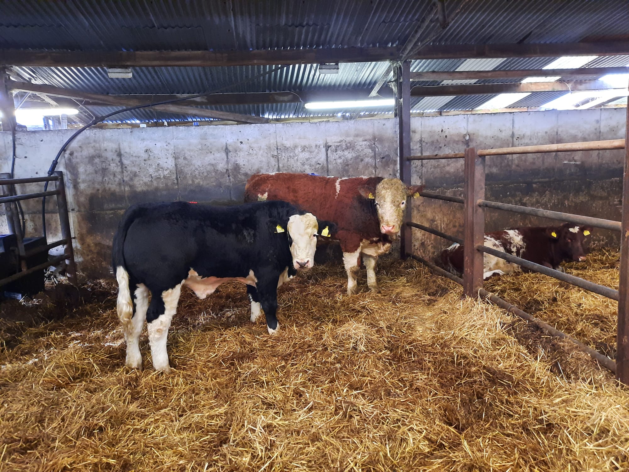 Read more about the article Elphin Mart Sponsored Class Result Monday 25th October