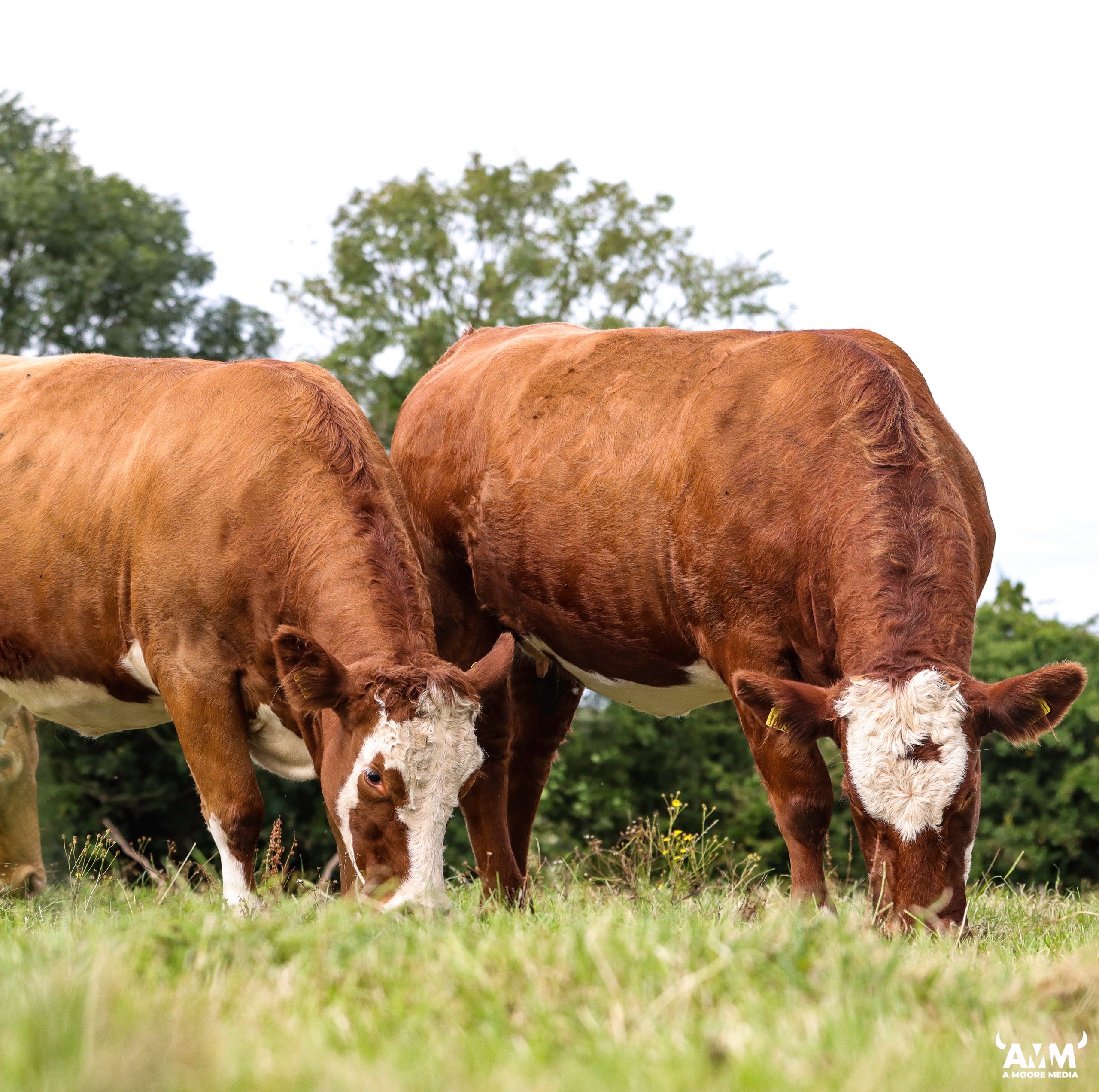 Read more about the article Catalogue for Ballymote X Heifer Sale Sat 07th October 2023
