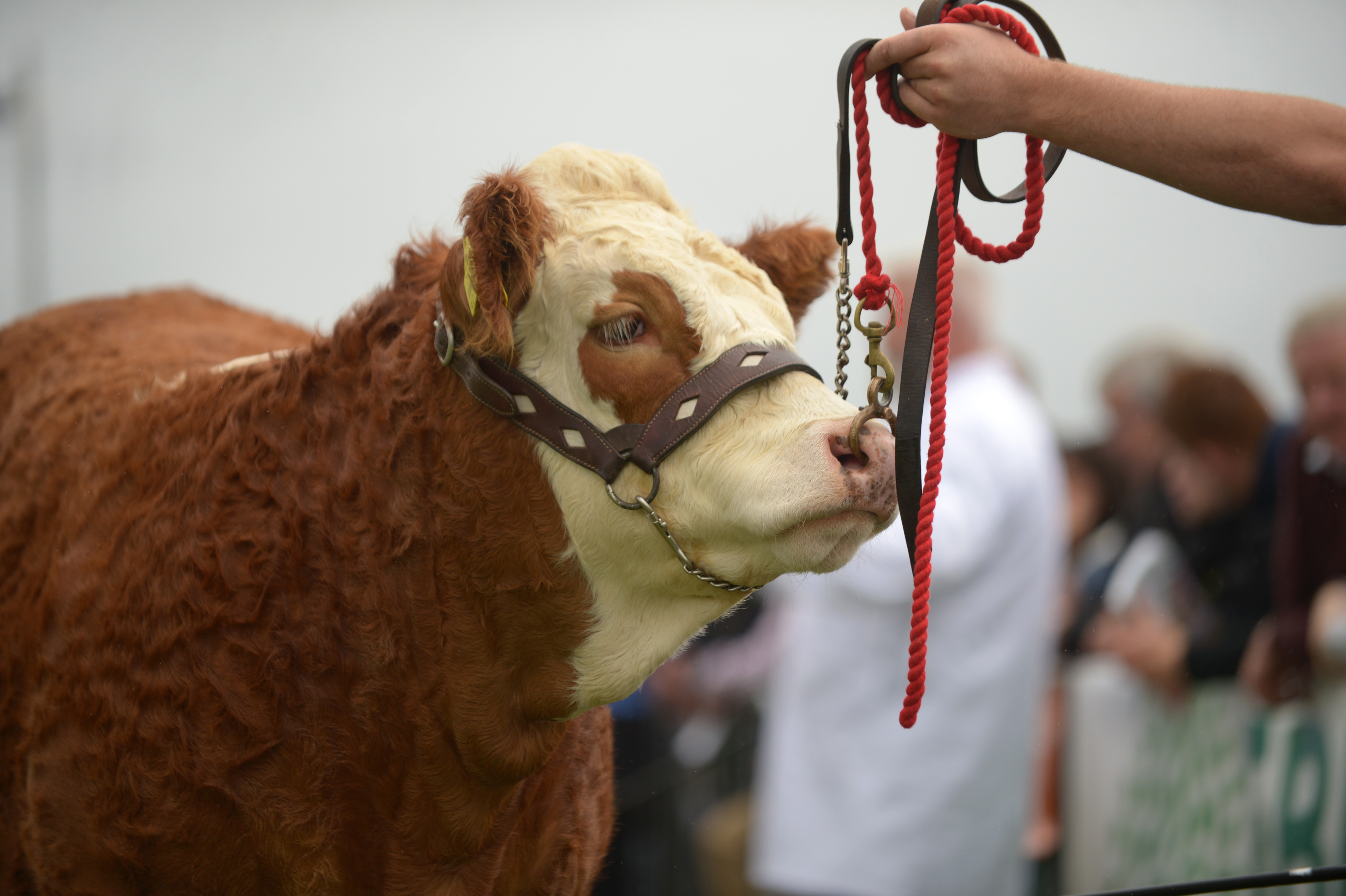 Read more about the article National Show Classes & Conditions 2019